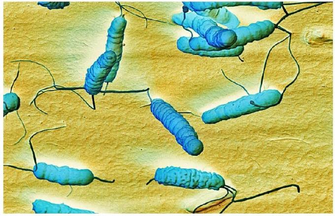 Bakterija Helicobacter pylari