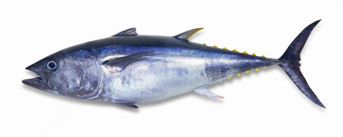paprastųjų tunų