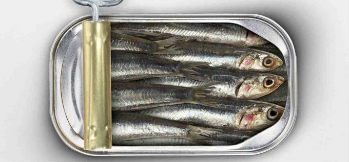 sardinės