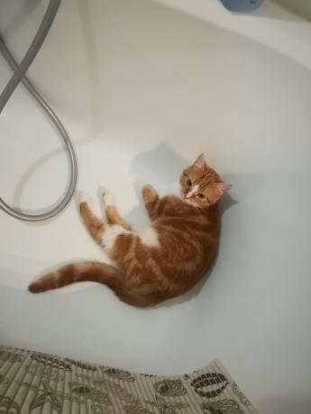 Atskaitomybė "ekspertai" apie dažno plovimo pavojų mano katė turbūt sutiktų :))