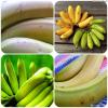 Kaip atsikratyti skrandžio problemų su žalia bananų pagalba