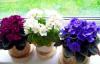 3 gudrybės dėl kambarinių augalų priežiūra