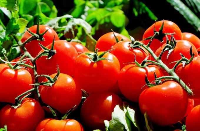 Pomidorai - pomidorų