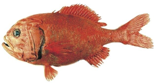 Margasis žuvis