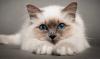Kototerapiya: gydomųjų savybių kačių