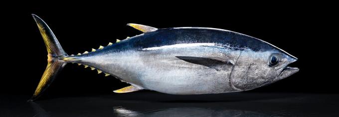 Ramiojo vandenyno tunas - Ramiojo vandenyno tunas